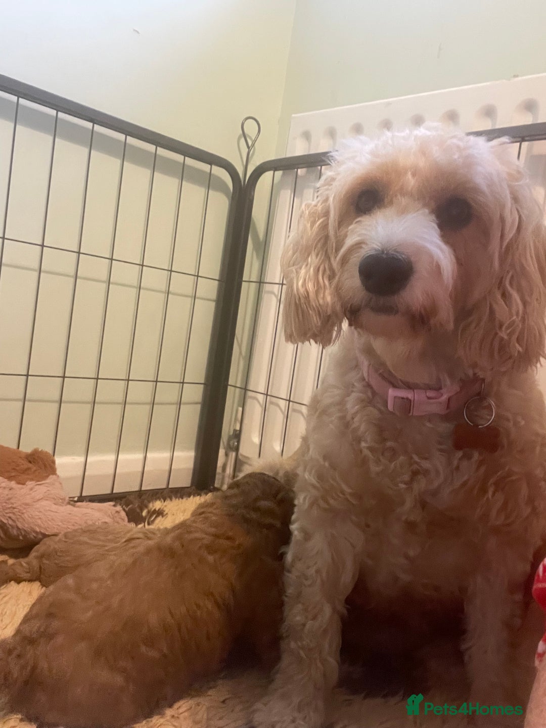 Cockapoo dogs for sale: Adorable cockapoo puppies for sale - Advert 4