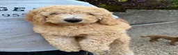 Mini Goldendoodle dogs for sale: Ready to leave Mini Goldendoodles - Advert 5
