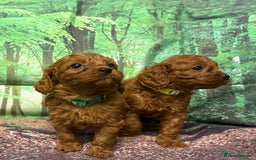 Cavapoo dogs for sale: Lovely litter of F1 Cavapoos - Advert 10