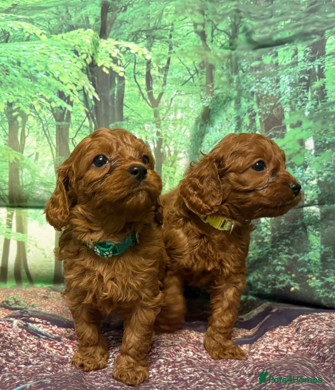 Cavapoo dogs for sale: Lovely litter of F1 Cavapoos - Advert 10