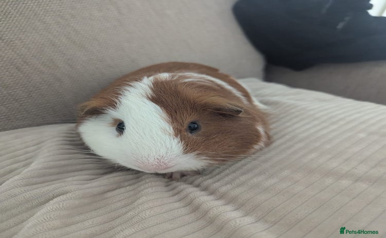 Guinea Pig rodents - Advert 11