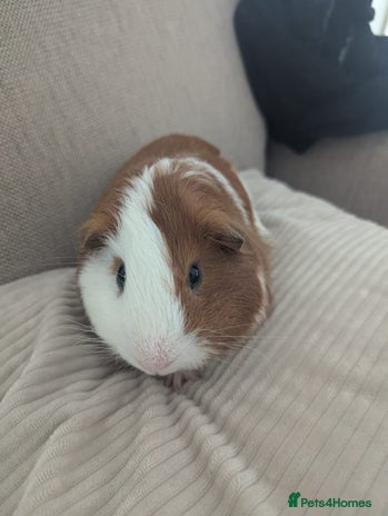 Guinea Pig rodents - Advert 12