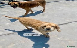 Cocker Spaniel dogs for adoption: Truffles, 10+ yrs. Available for adoption. - Image 3