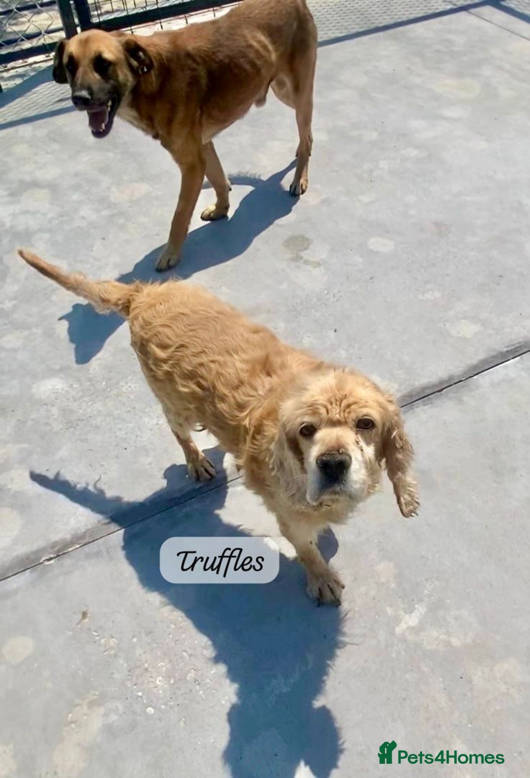 Cocker Spaniel dogs for adoption: Truffles, 10+ yrs. Available for adoption. - Image 3