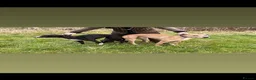 Lurcher dogs for sale: 13 week female bull greyhound pup in Burnley - Advert 8