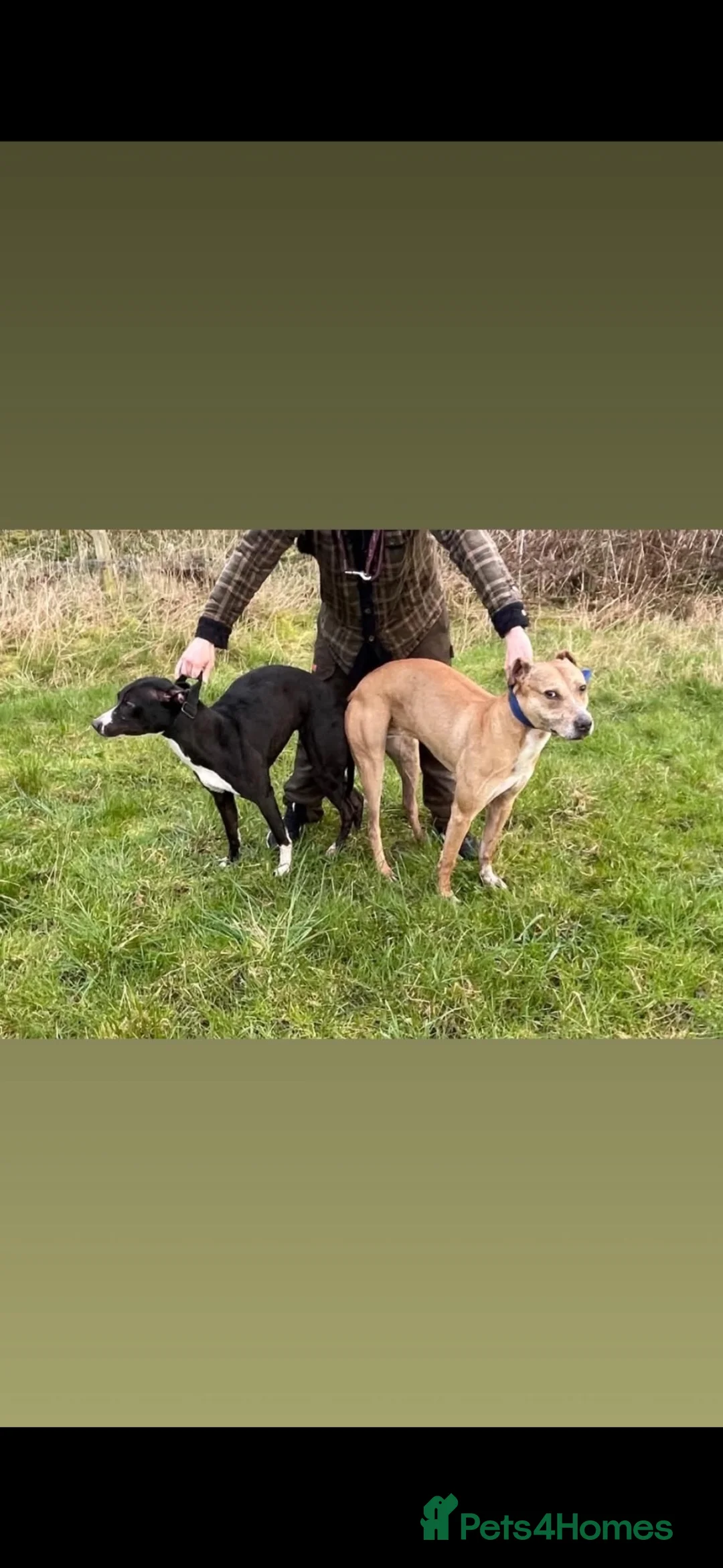 Lurcher dogs for sale: 13 week female bull greyhound pup in Burnley - Advert 8