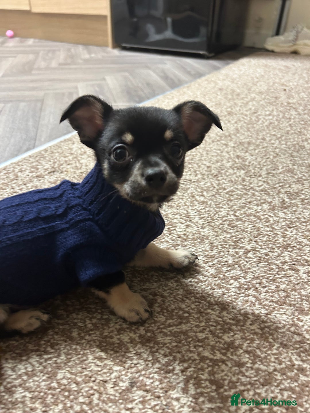 Chihuahua dogs for sale: Teacup chihuahua  - Advert 2