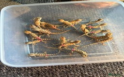 Dragon reptiles for sale: Viticans dragon - Image 2
