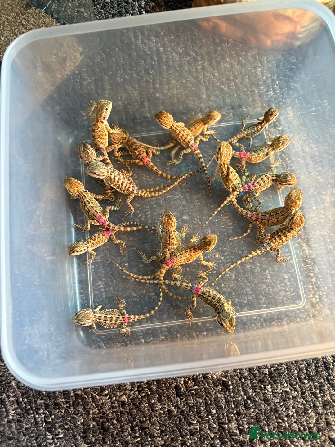 Dragon reptiles for sale: Viticans dragon - Image 2