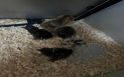 Chickens poultry for sale: Day old bantam silkie chicks  - Image 9