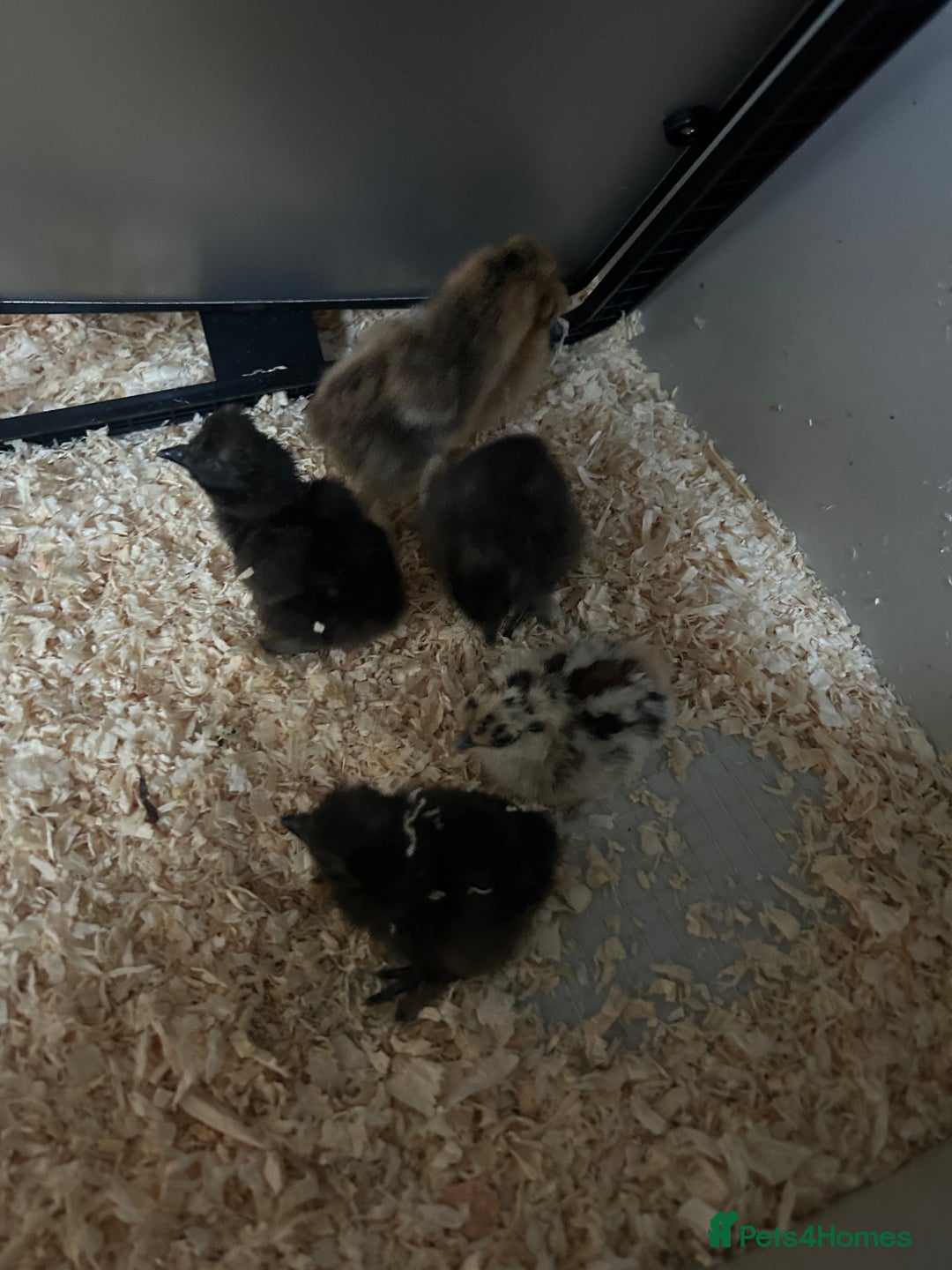 Chickens poultry for sale: Day old bantam silkie chicks  - Image 9