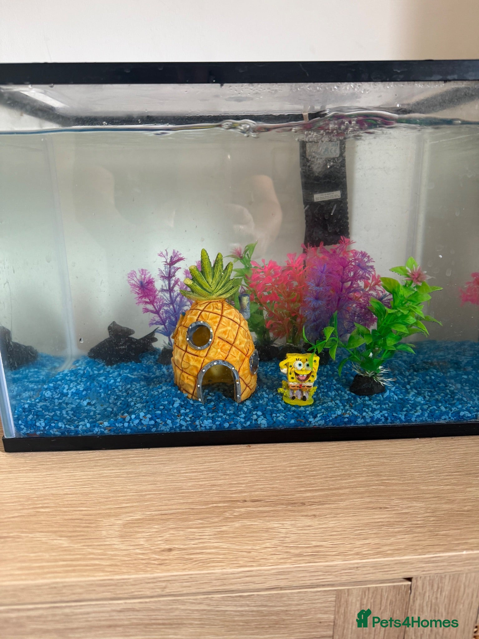 Fancy Goldfish fish Fish and Tank - Advert 2