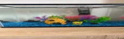 Fancy Goldfish fish for sale: Fish and Tank in Stamford - Advert 1