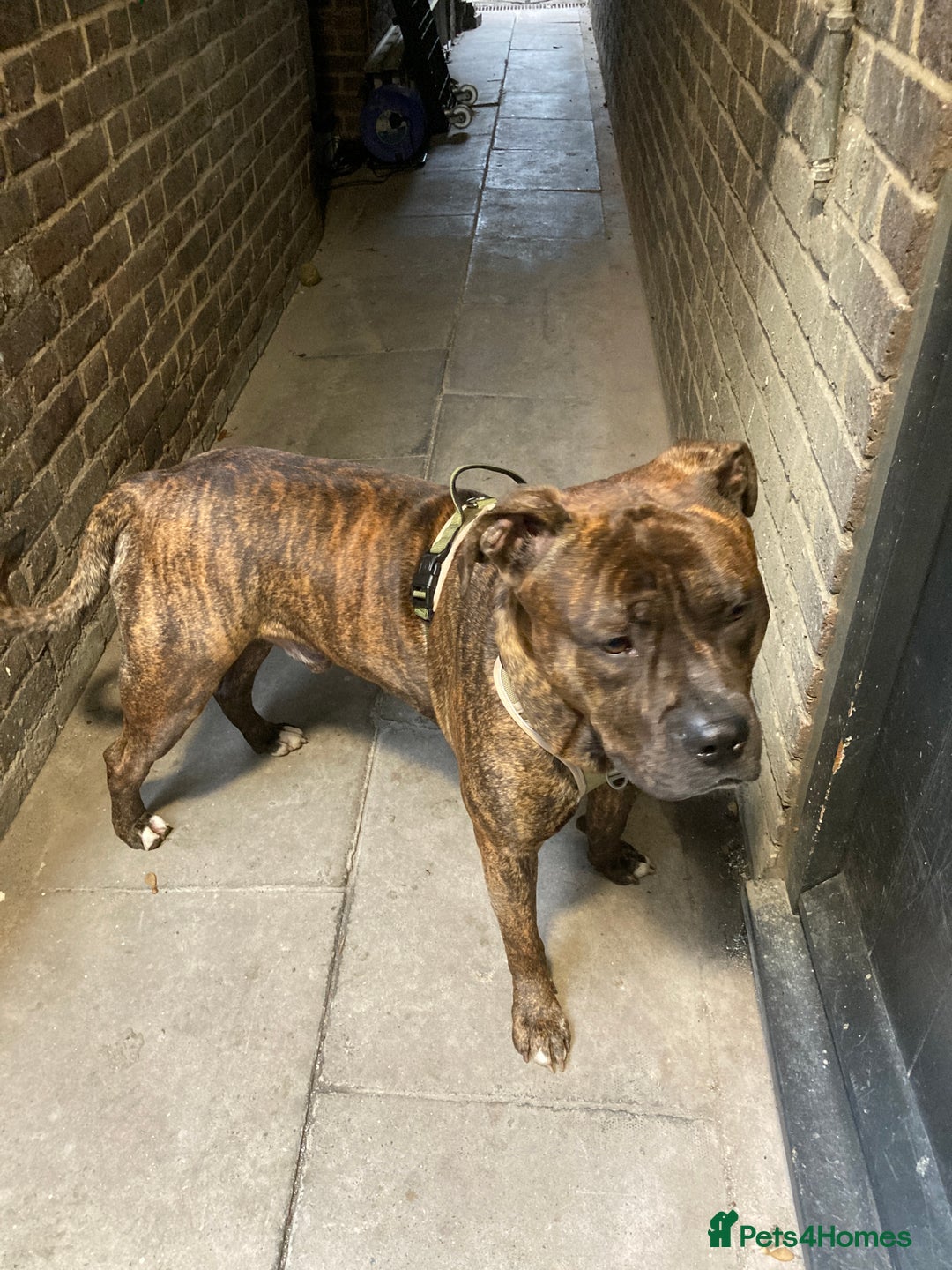 American Bulldog dogs for sale: A loving home needed for an American Bulldog.  - Advert 9