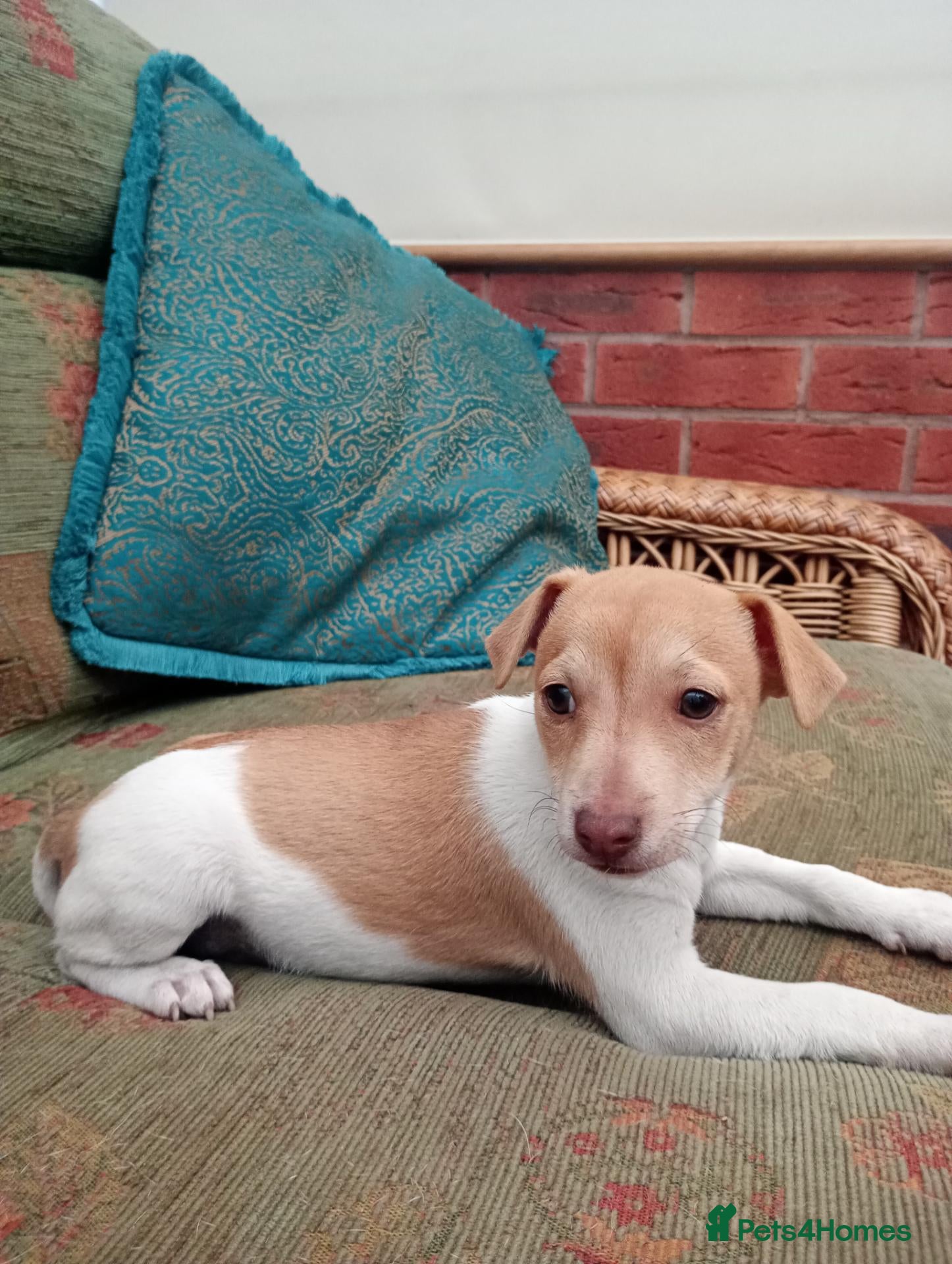 Jack Russell dogs Stunning jack Russell puppies  - Advert 2