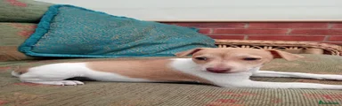 Jack Russell 1