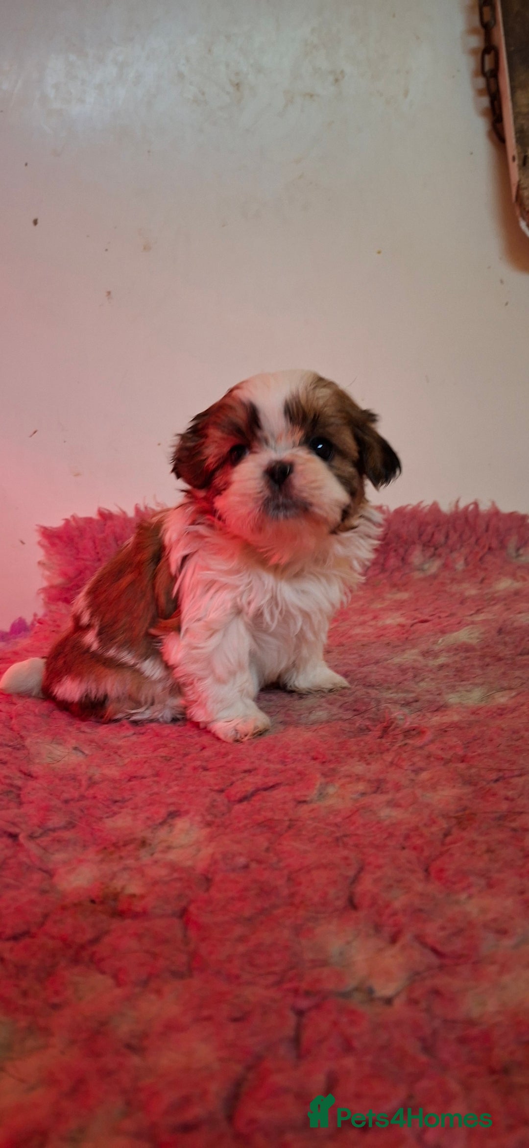 Shih Tzu dogs for sale: Beautiful shih tzus for loving homes - Advert 2