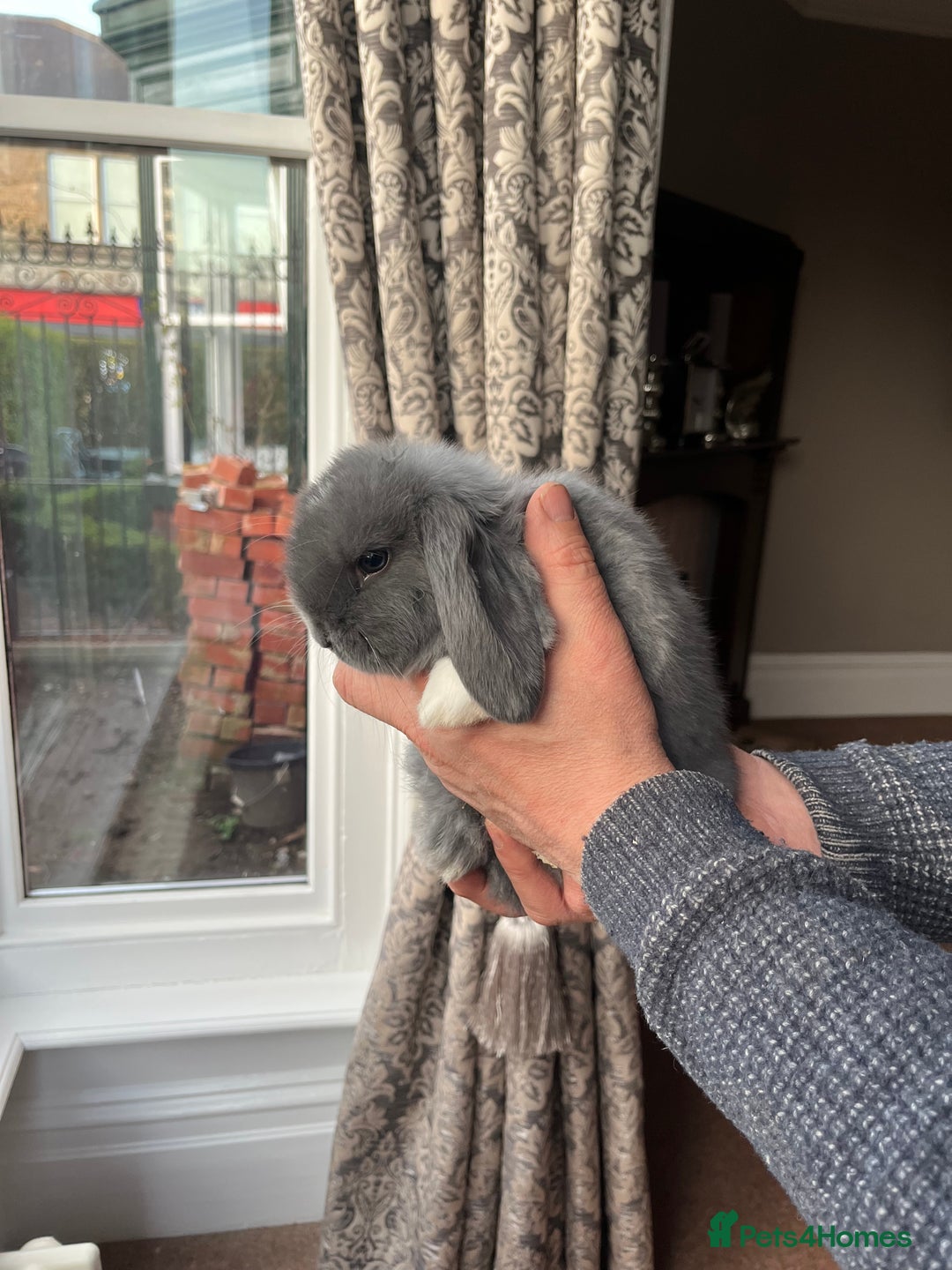 Mini Lop rabbits for sale: Baby Mini Lops - Advert 5