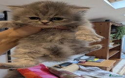 Persian cats for sale: Himalayan Persians - Image 20