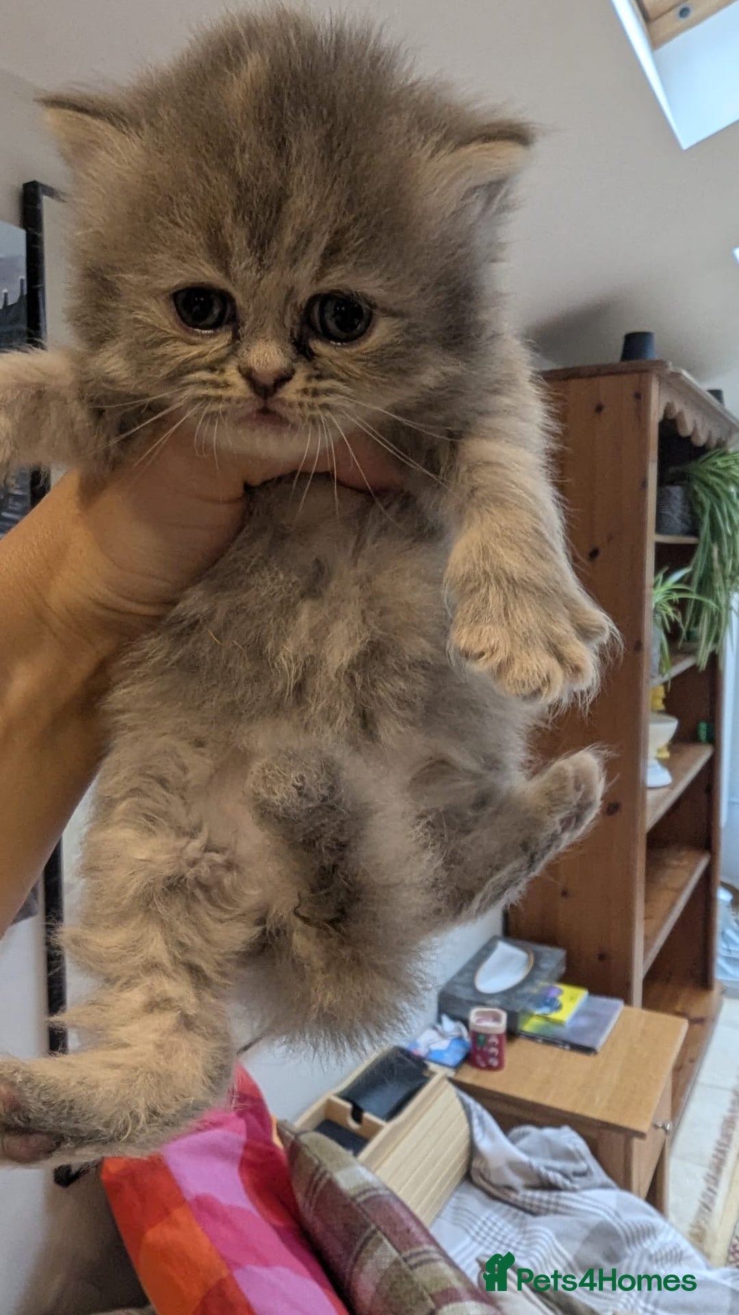 Persian cats for sale: Himalayan Persians - Image 20