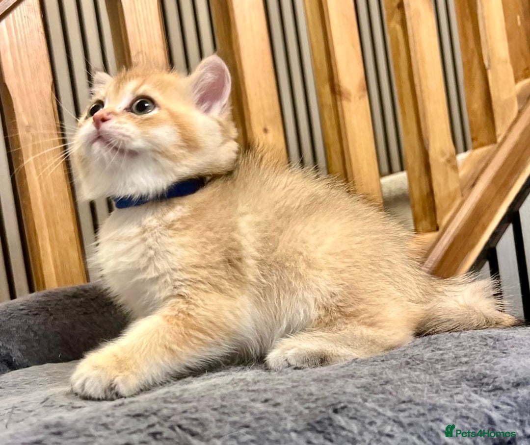 British Shorthair cats for sale: Fully pedigree kittens - Advert 5