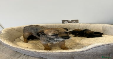 Border Terrier dogs - Advert 7