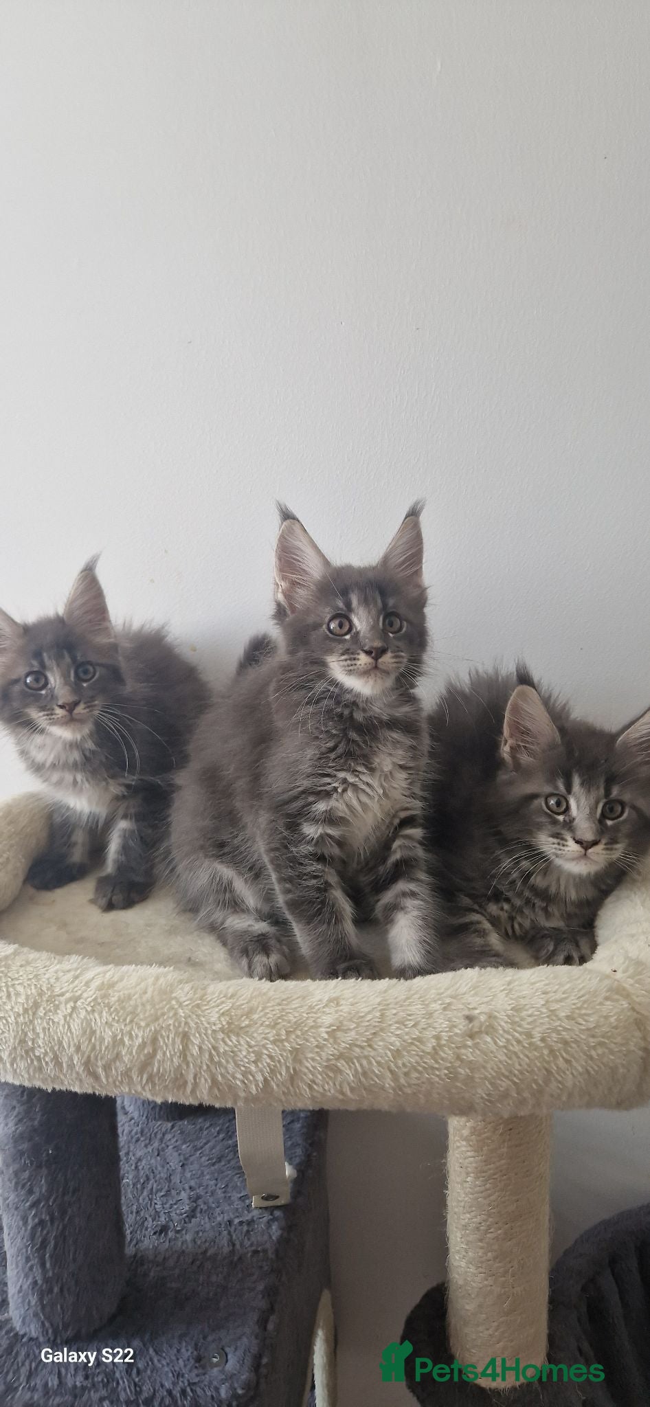 Maine Coon cats Amazing TICA registered kittens - Advert 9