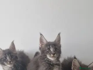 Maine Coon cats Amazing TICA registered kittens - Advert 9
