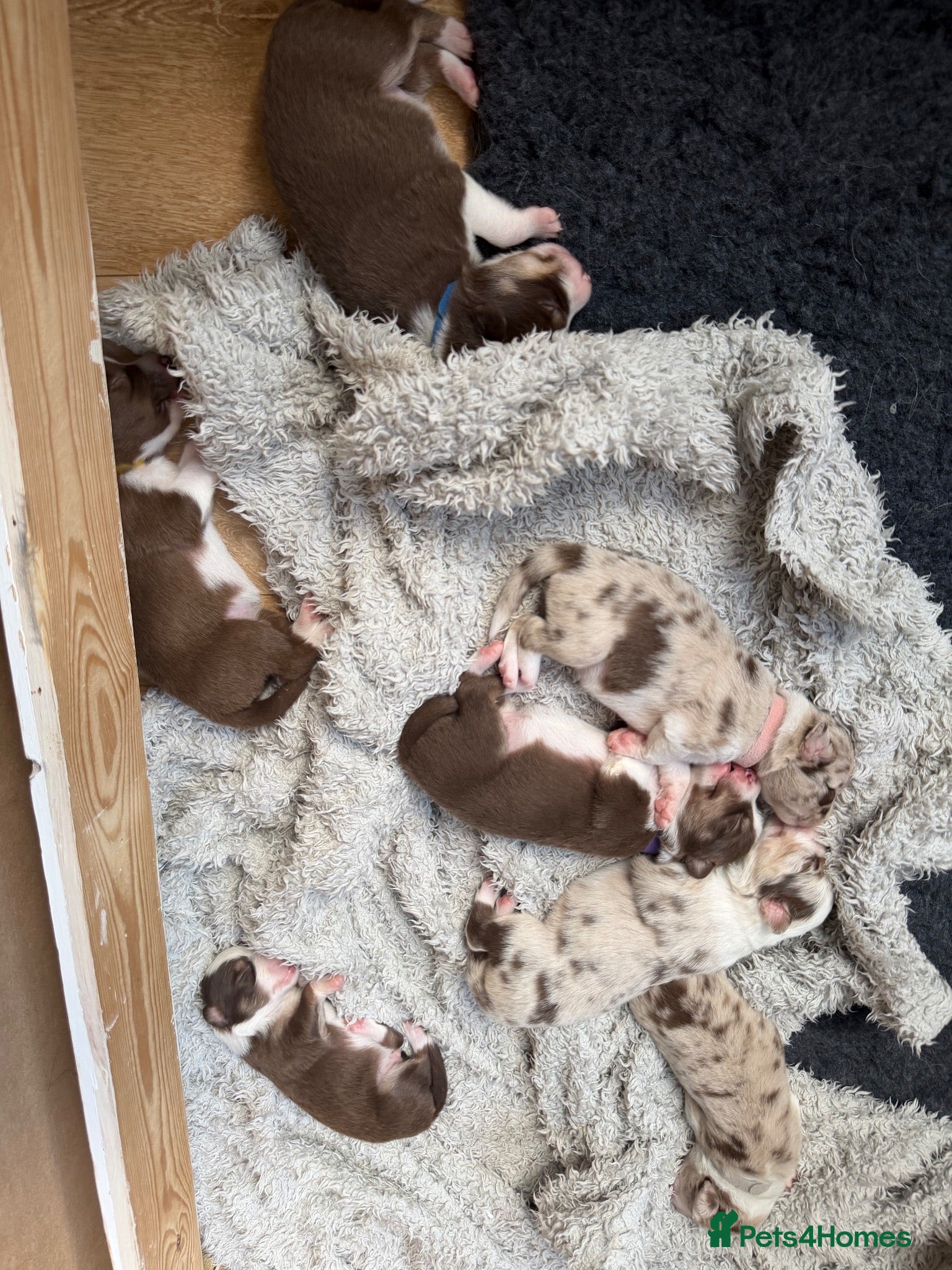 Border Collie dogs Red & white tri Merle border collie puppies puppy - Advert 2