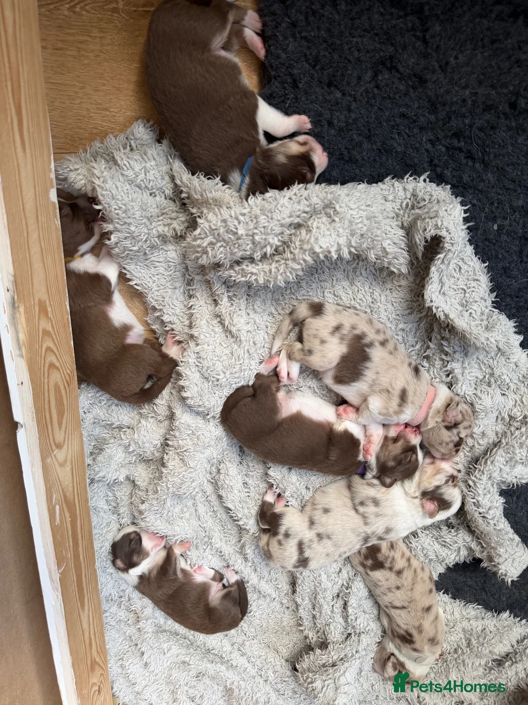 Border Collie dogs for sale: Red & white tri Merle border collie puppies puppy - Advert 2