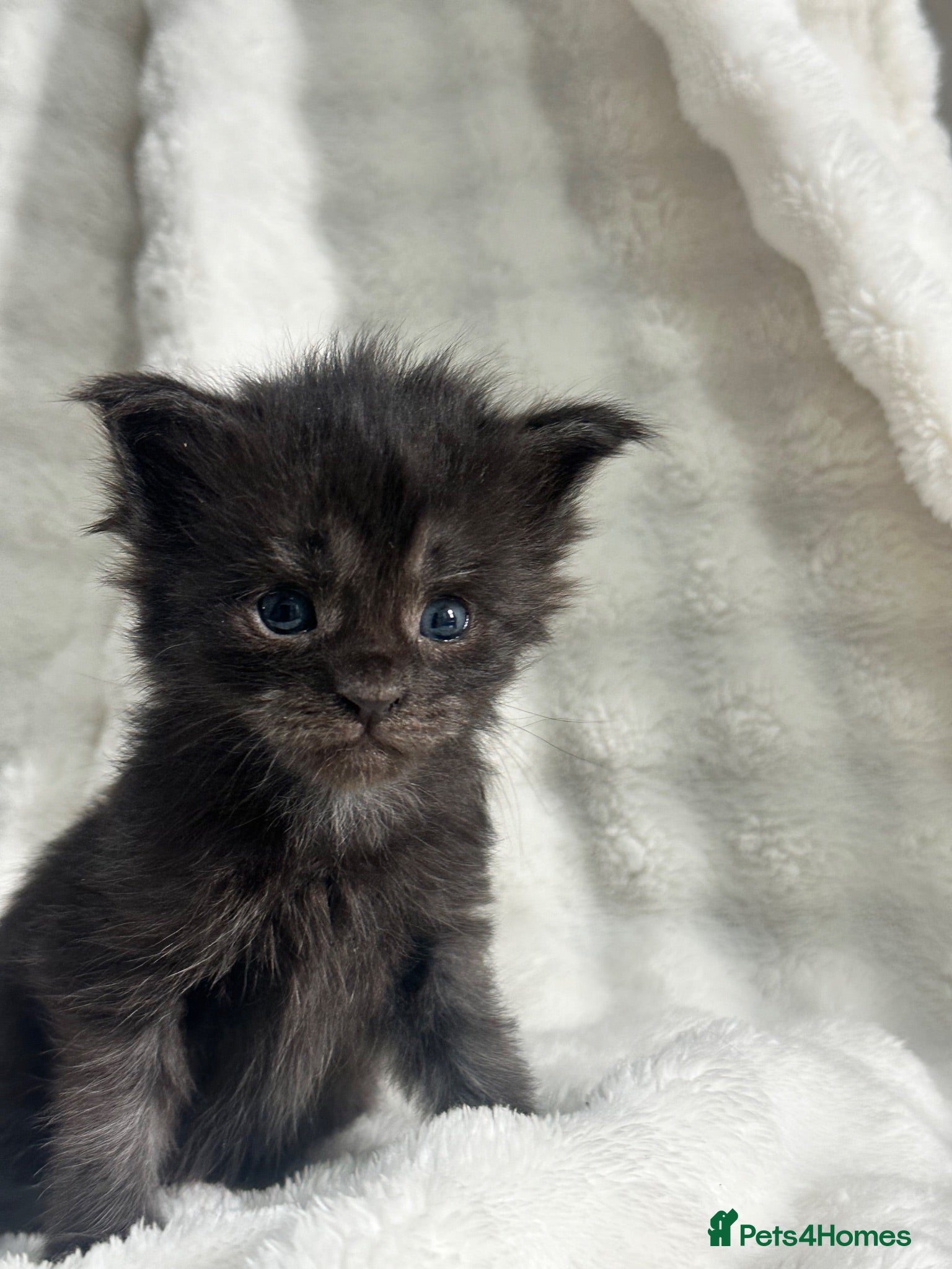 Maine Coon cats 5 pure Maine coon kittens left  - Advert 14
