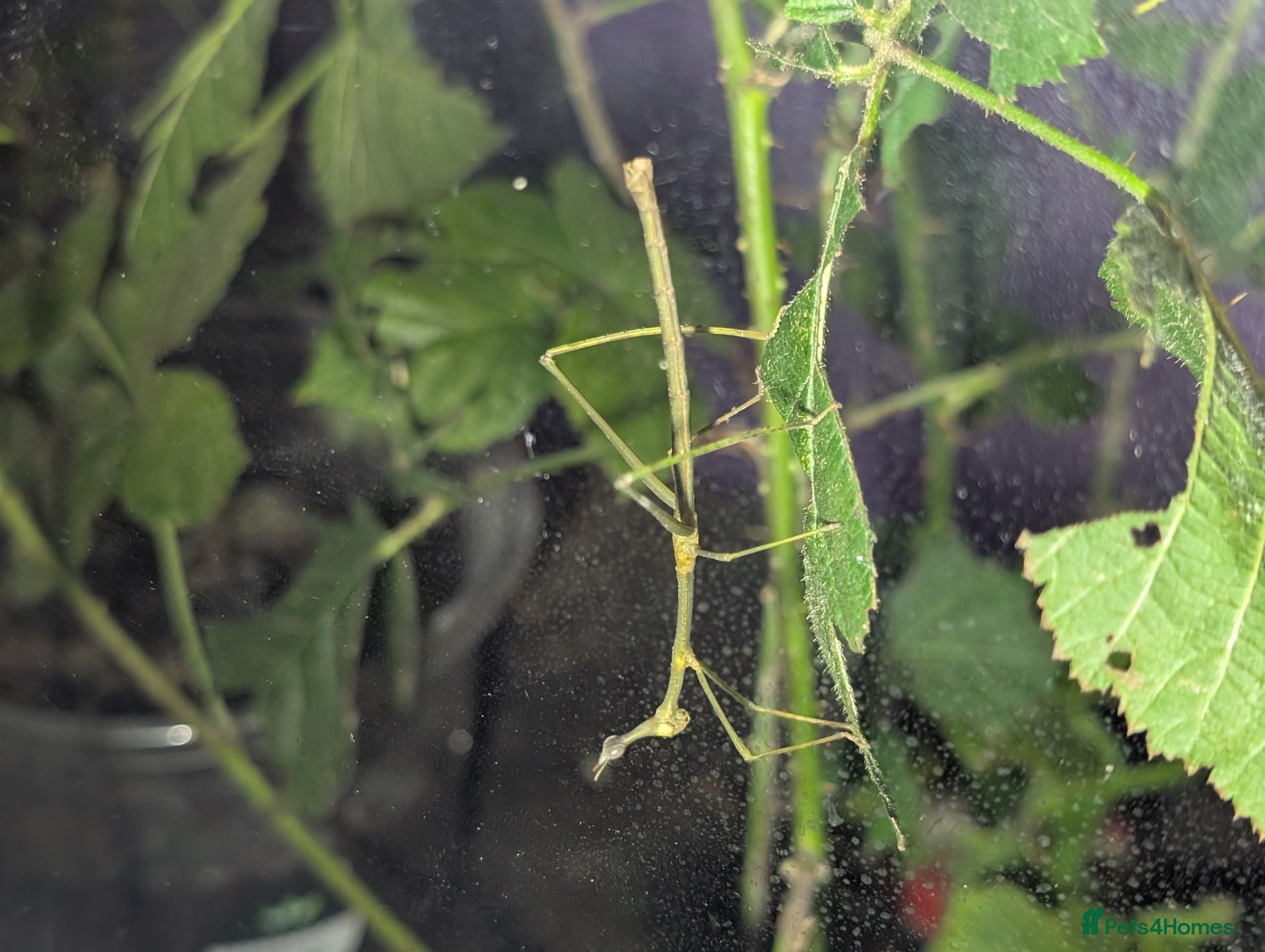 Mixed Breed invertebrates Mantis, stick insects, assassin bugs, grasshoppers - Advert 2