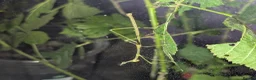 Mixed Breed invertebrates for sale: Mantis, stick insects, assassin bugs, grasshoppers - Advert 1