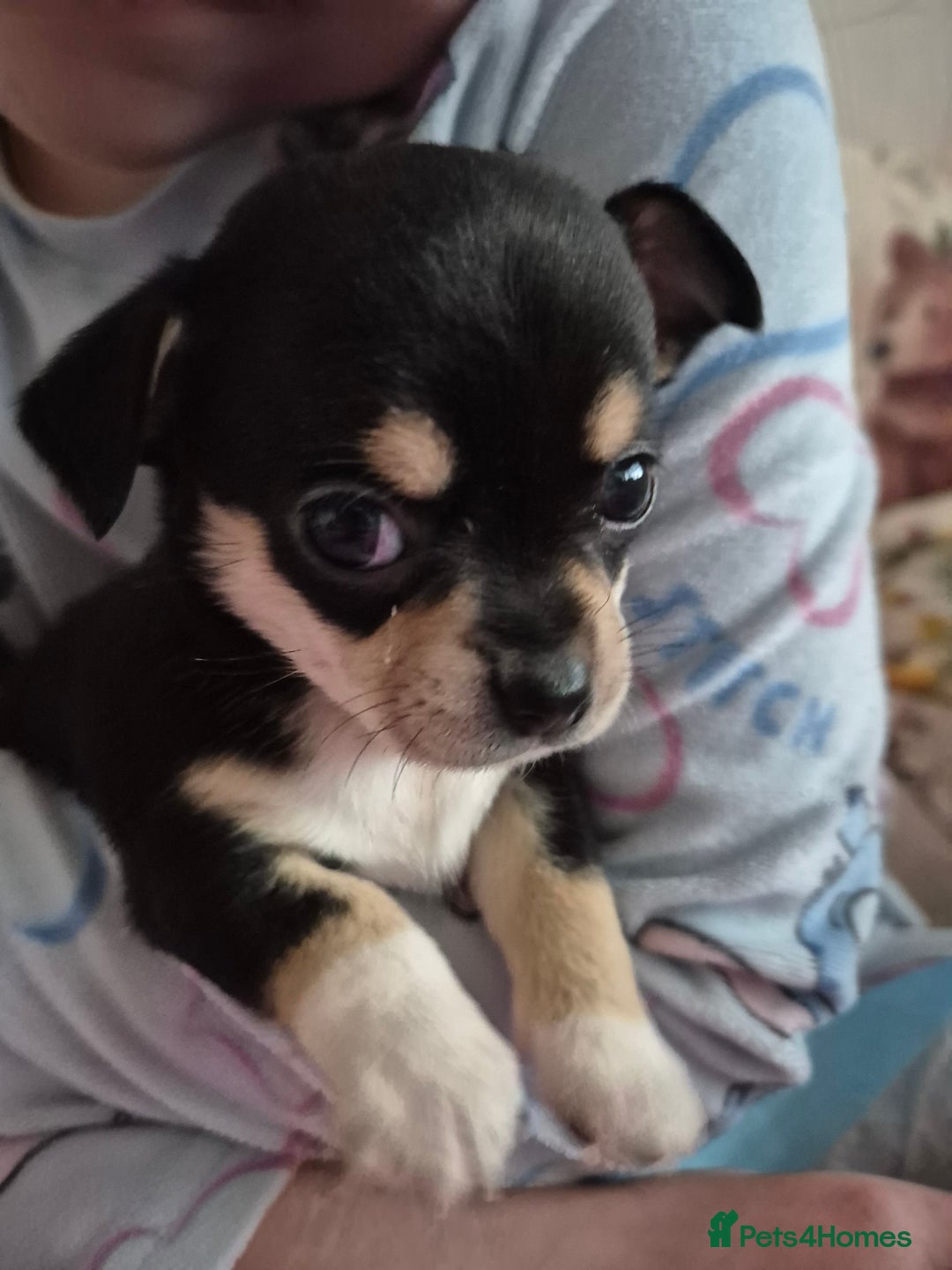 Chihuahua dogs for sale: Beautiful chihuahua puppies  - Advert 10