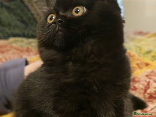 British Shorthair cats Stunning Teddy bear BSH kittens GCCF - Advert 14