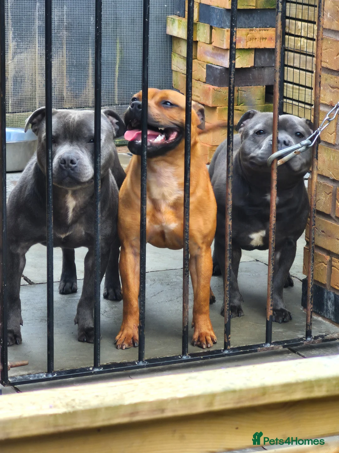 Staffordshire Bull Terrier dogs for sale: Staffordshire bull terriers - Advert 1