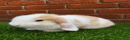 Mini Lop rabbits for sale: Pure breed mini lop bucks  - Advert 4