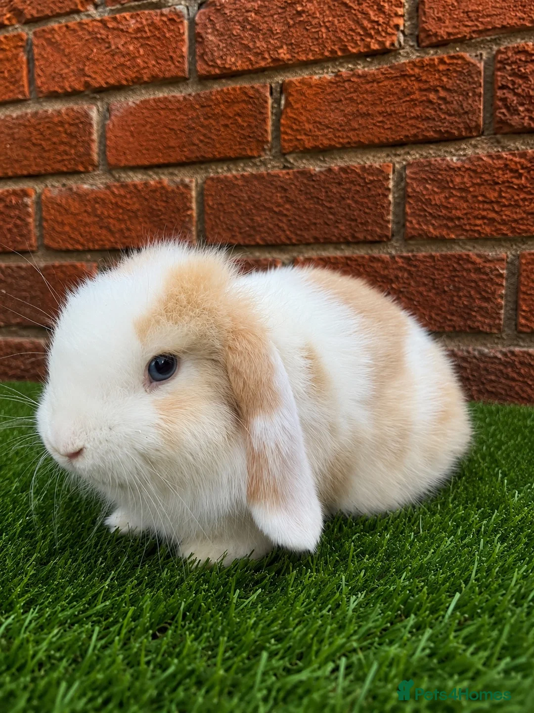 Mini Lop rabbits for sale: Pure breed mini lop bucks  - Advert 4