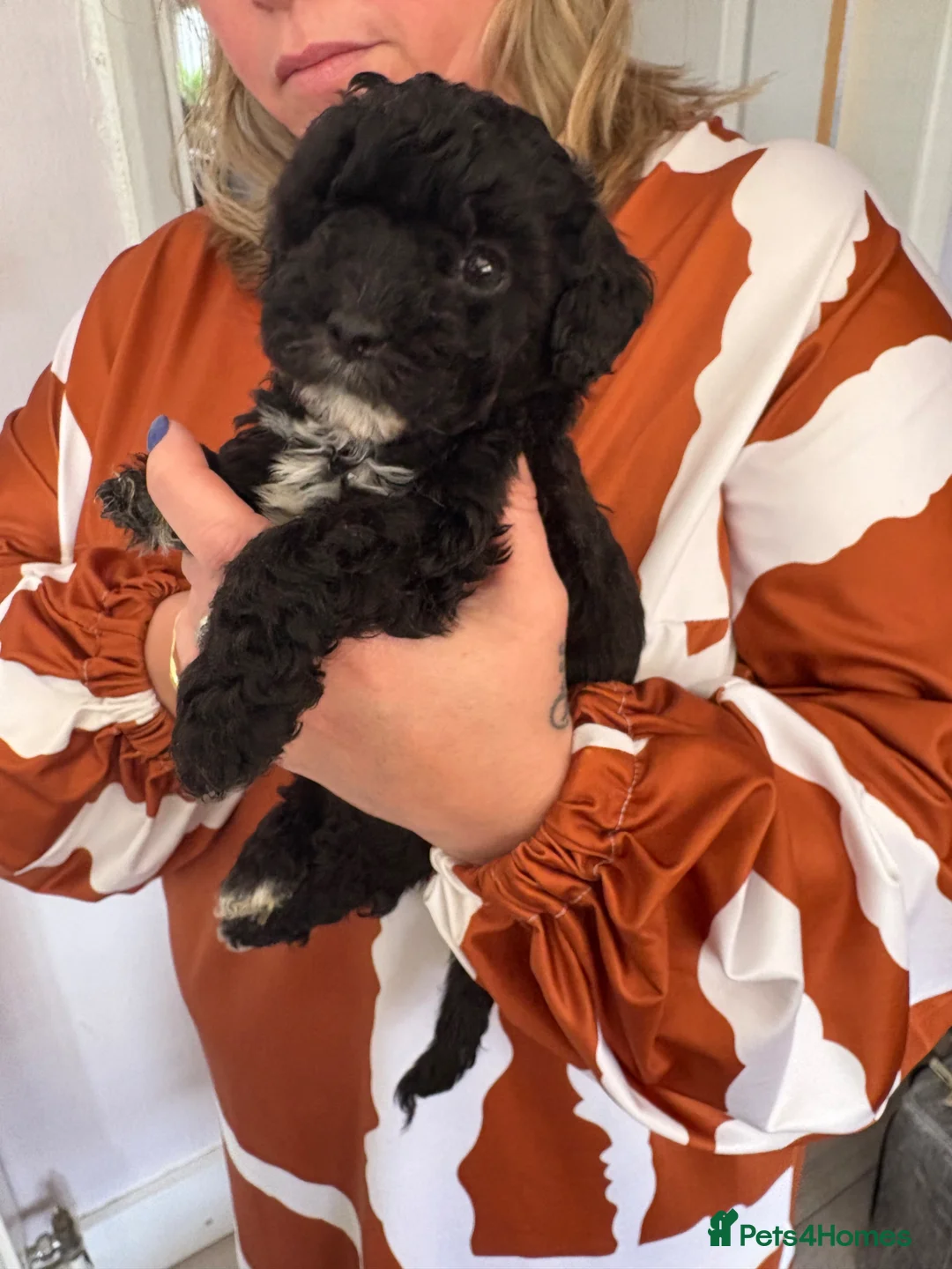 Poochon dogs for sale: Poochon puppies - Advert 17