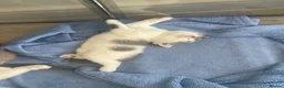 British Shorthair cats for sale: British Shorthair GCCF  - Advert 13