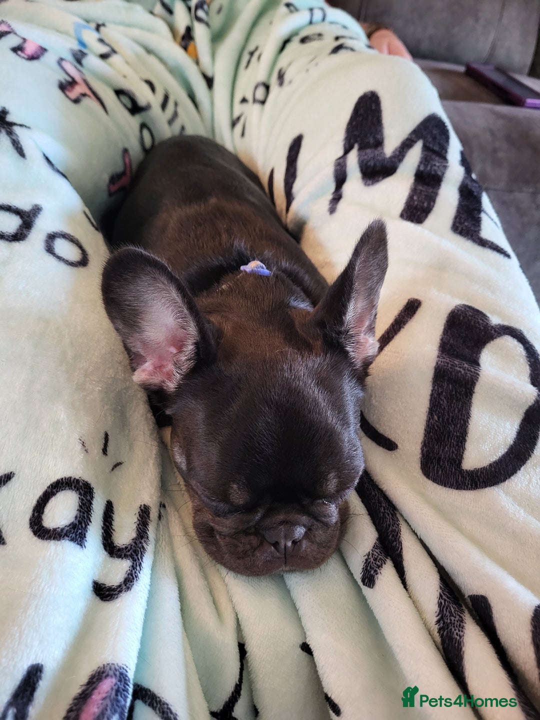 French Bulldog dogs for sale: Bitch Mini french bulldog - Image 1
