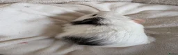 Guinea Pig rodents for sale: Beautiful and friendly guinea pig babies  - Advert 19