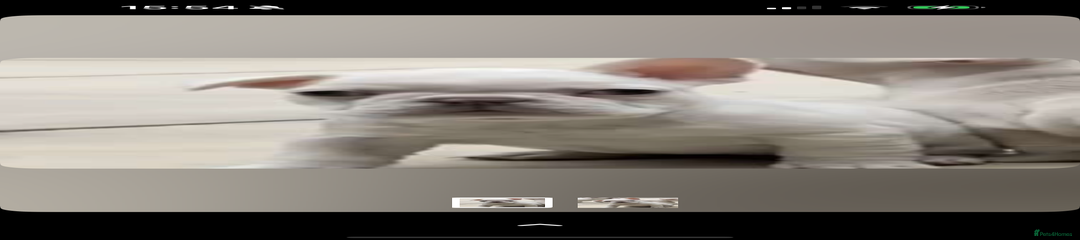 French Bulldog Puppy 2