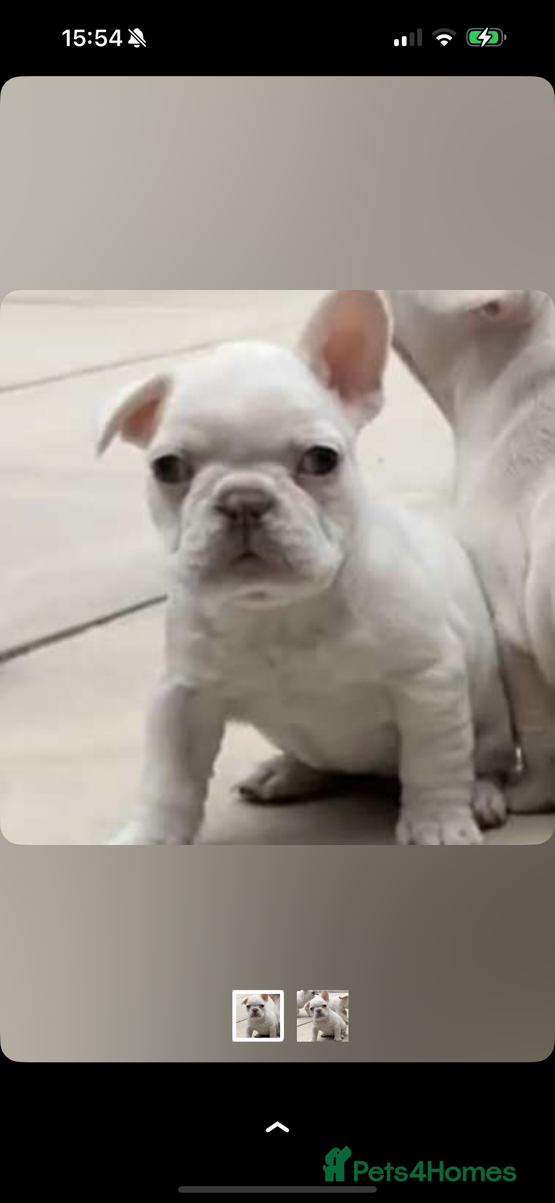 French Bulldog dogs for sale: French bulldog puppys  - Advert 8