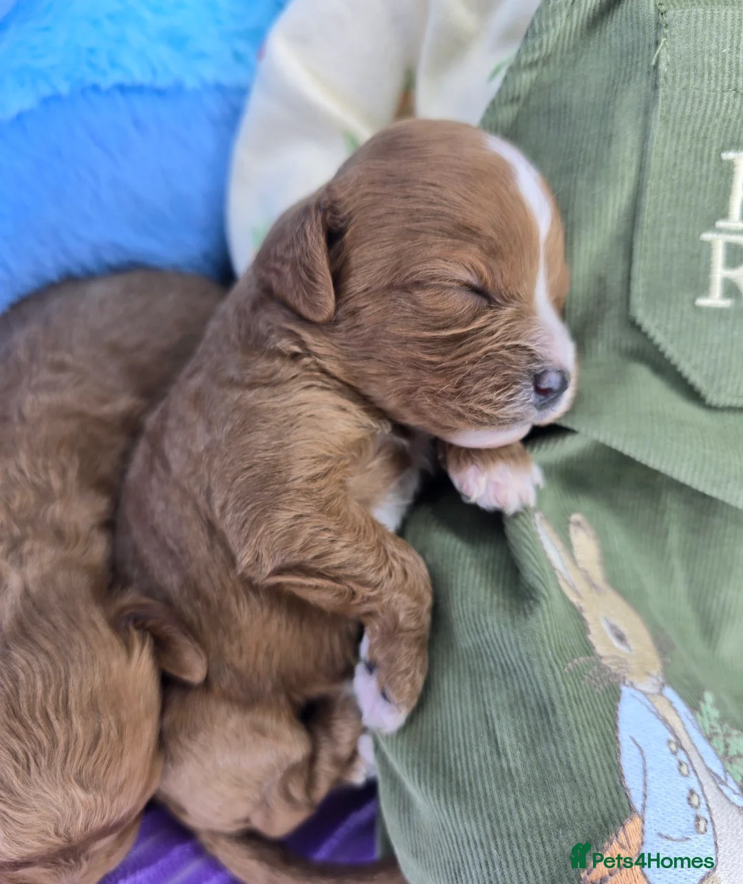 Cavapoo dogs for sale: 🩷🩵SMALL TOY🐶CAVAPOO PUPS🐶HEALTH DNA TESTED🩵🩷 - Advert 34