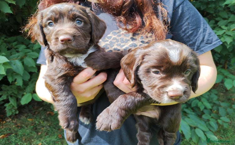 Cocker Spaniel dogs - Advert 9