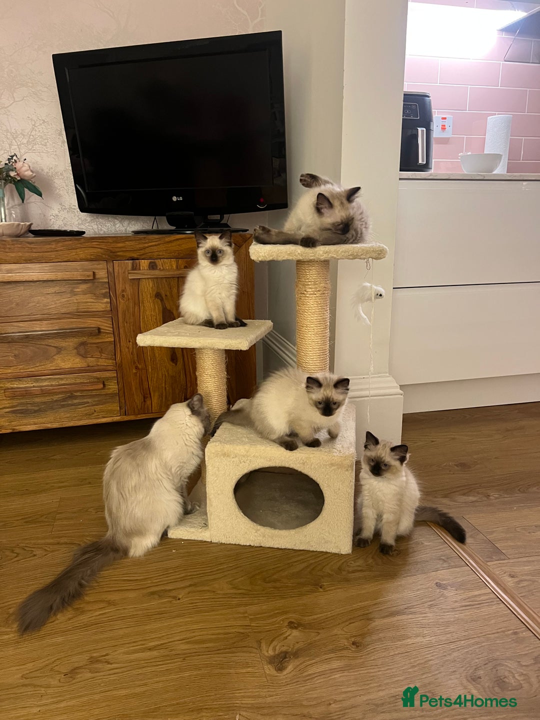 Ragdoll cats for sale: Beautiful seal point kittens  - Image 6