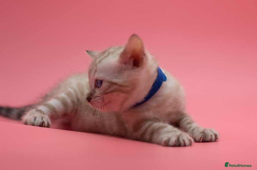 Bengal cats for sale: Rehome TICA registered Snow Lynx Bengal Boy - Advert 9