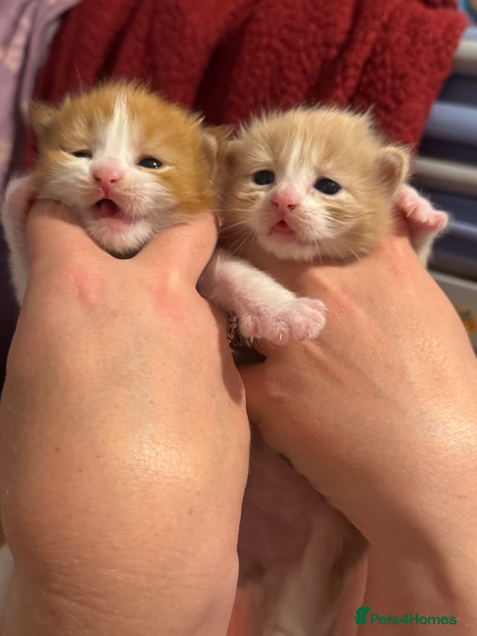 Mixed Breed cats Maine coon x ragdoll kittens - Advert 2
