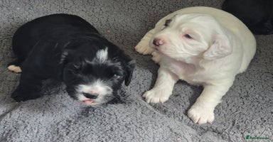 Cocker Spaniel dogs - Advert 1
